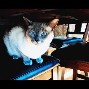 Meet your Posher, Julia